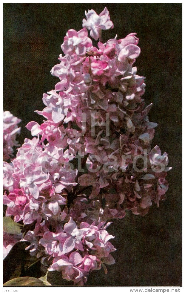 Kolkhoz Worker - Lilac - 1982 - Russia USSR - unused - JH Postcards