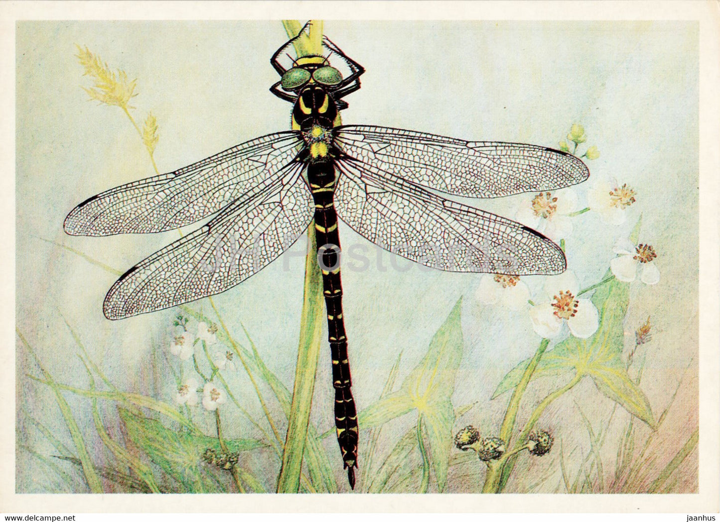 Cordulegaster annulatus - Golden-ringed dragonfly - dragonfly - Insects - illustration - 1987 - Russia USSR - unused - JH Postcards