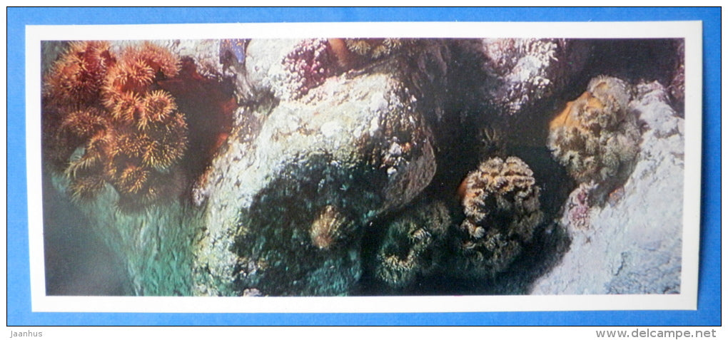 Plumose anemones 1 , Metridium - Japanese sea - 1977 - Russia USSR - unused - JH Postcards