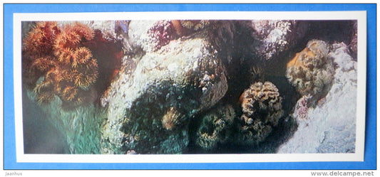 Plumose anemones 1 , Metridium - Japanese sea - 1977 - Russia USSR - unused - JH Postcards