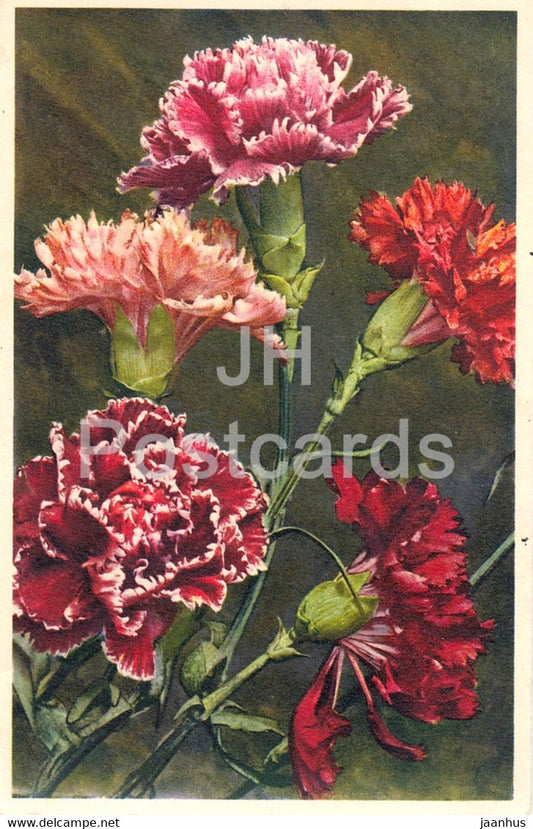 Dianthus caryophyllus - Garten Nelke - Garden Pink - flowers - 1060 - old postcard - 1938 - Switzerland - used - JH Postcards