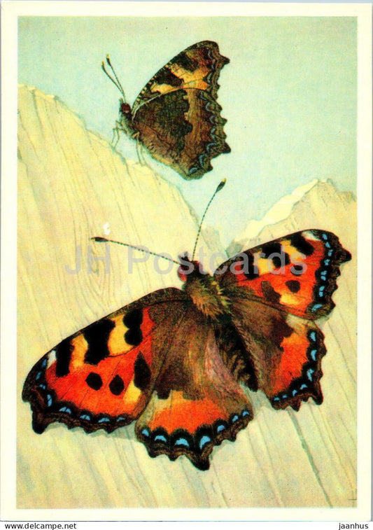 Small tortoiseshell - Vanessa urticae - butterfly - butterflies - 1976 - Russia USSR - unused - JH Postcards