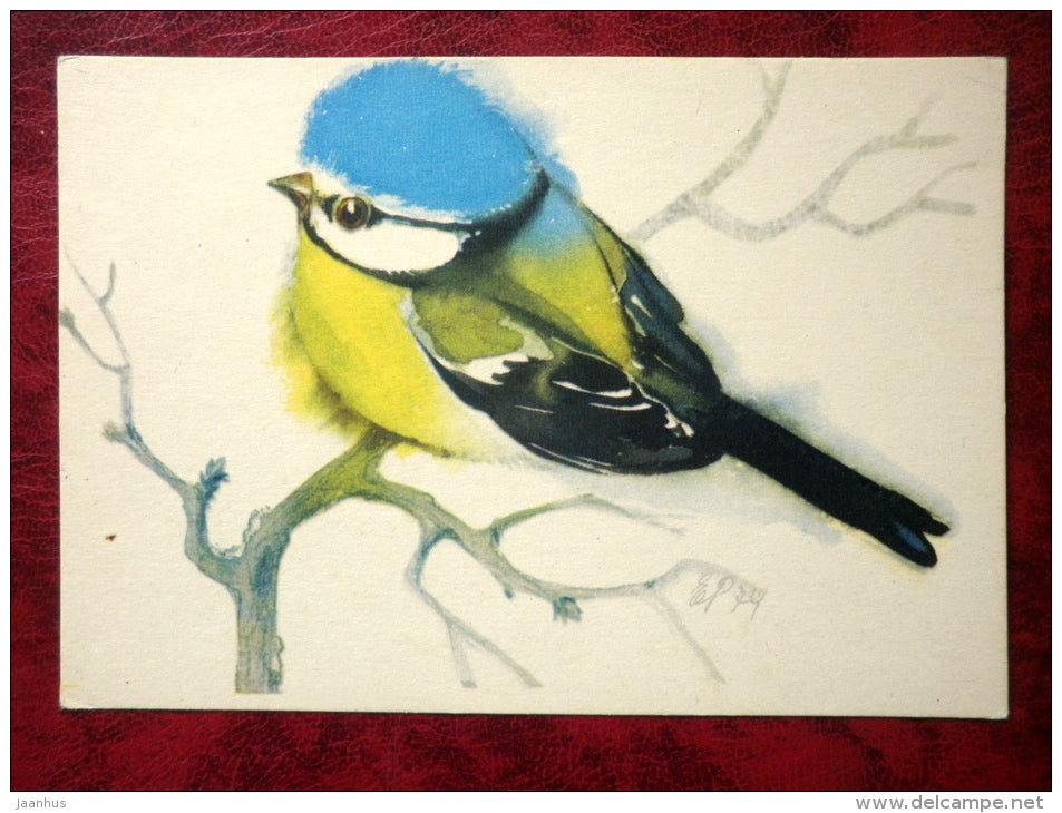 Blue Tit - Parus caeruleus - birds - 1975 - Estonia - USSR - unused - JH Postcards