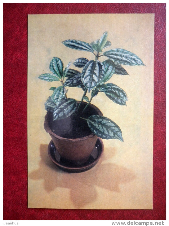 Decorative Deciduous Plants - aluminium plant - Pilea cadierei - 1986 - Russia USSR - unused - JH Postcards