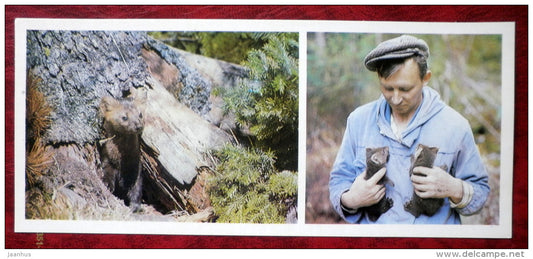 sable - Martes zibellina - Barguzinsky Nature Reserve - near lake Baikal - 1975 - Russia USSR - unused - JH Postcards