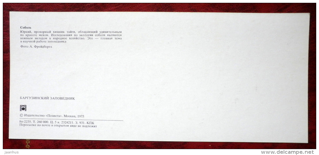 sable - Martes zibellina - Barguzinsky Nature Reserve - near lake Baikal - 1975 - Russia USSR - unused - JH Postcards