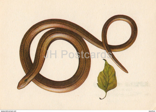 Padalec - Slow worm - Coronella austriaca - reptiles - illustration - Poland - unused - JH Postcards