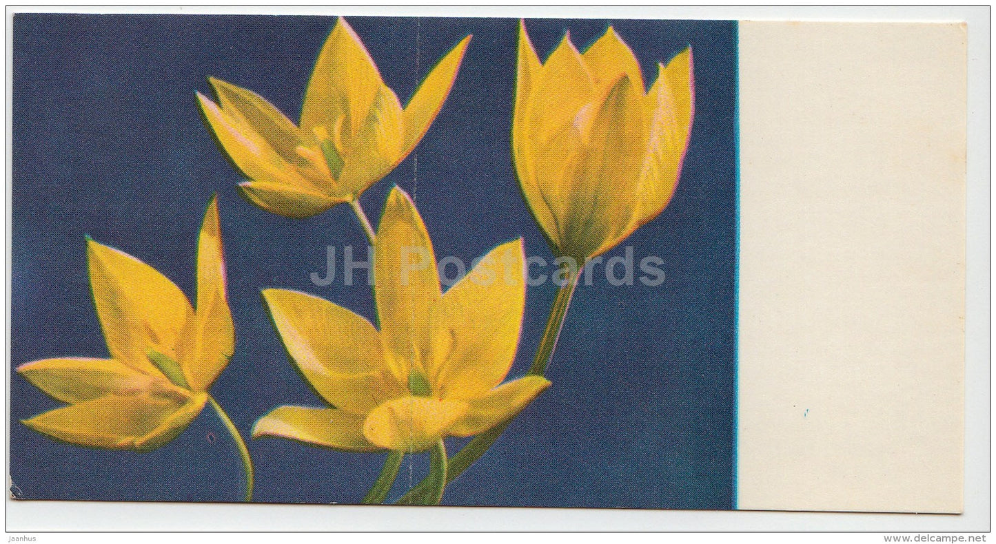 mini Birthday greeting card - Tulipa silvestris - tulip - flowers - 1973 - Estonia USSR - unused - JH Postcards