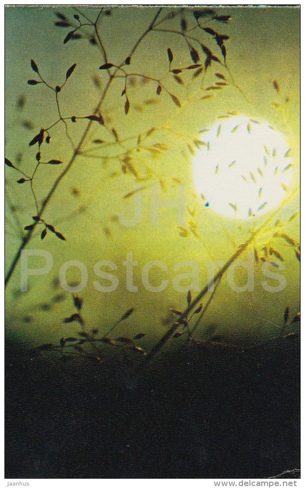 plants - Flowers of Russia - 1972 - Russia USSR - unused - JH Postcards