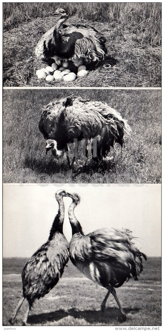 South American ostrich - Askania-Nova Reserve - 1974 - Ukraine USSR - unused - JH Postcards