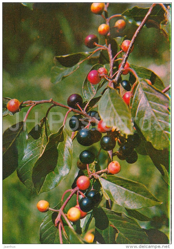 Common buckthorn  - Rhamnus cathartica - Medicinal Plants - Herbs - 1980 - Russia USSR - unused - JH Postcards