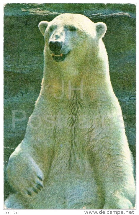 The polar bear - Ursus maritimus - Zoo - 1973 - Russia USSR - unused - JH Postcards