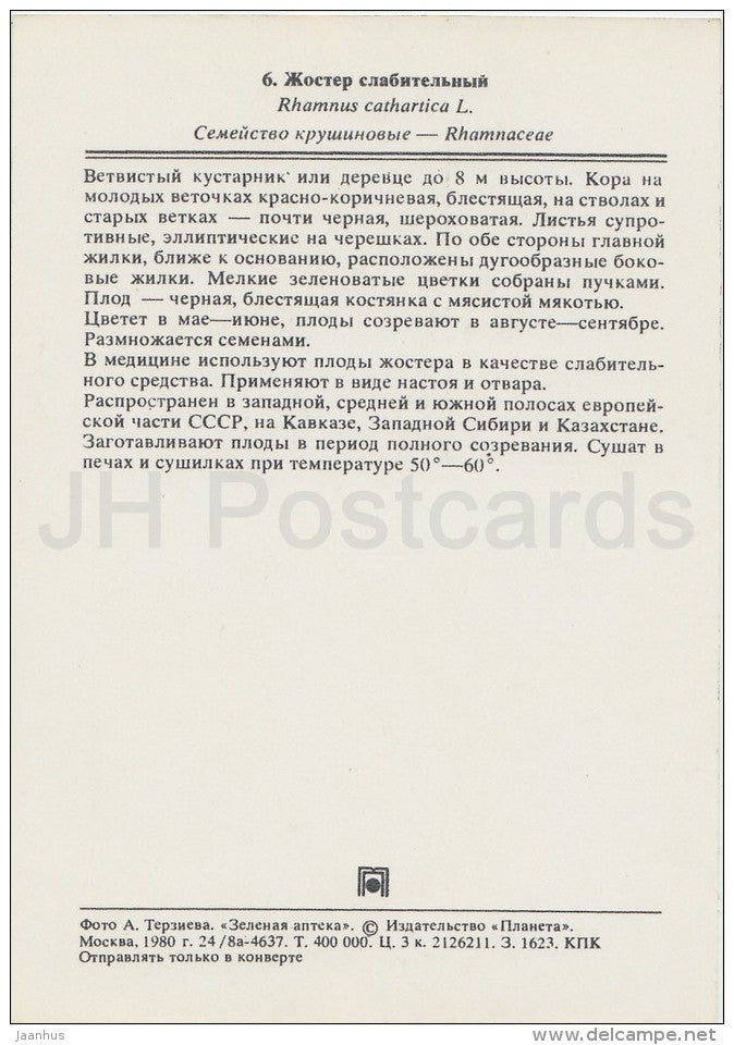Common buckthorn  - Rhamnus cathartica - Medicinal Plants - Herbs - 1980 - Russia USSR - unused - JH Postcards