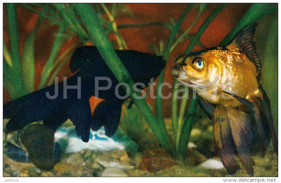 Black and Golden Telescope Fish - Aquarium Fish - Russia USSR - 1971 - unused - JH Postcards