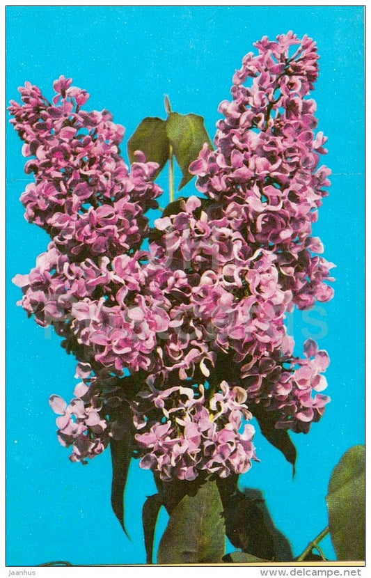 Alaxey Maresyev - Lilac - 1982 - Russia USSR - unused - JH Postcards