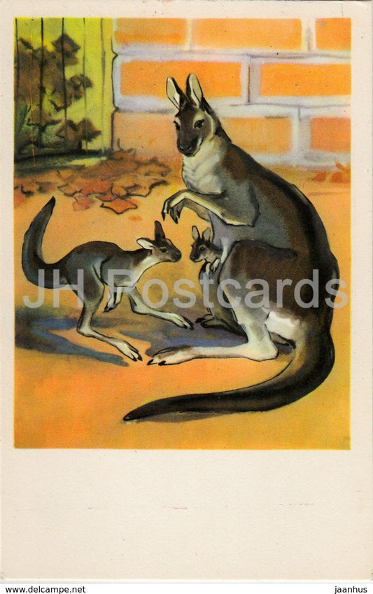 kangaroo - animals - illustration - 1969 - Russia USSR - unused - JH Postcards