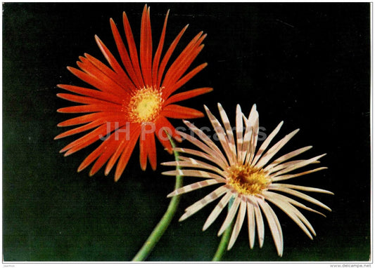 Gerbera - flowers - Vietnam - unused - JH Postcards