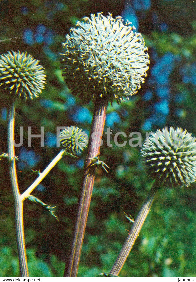 Glandular Globe-Thistle - Echinops sphaerocephalus - Medicinal Plants - 1980 - Russia USSR - unused - JH Postcards