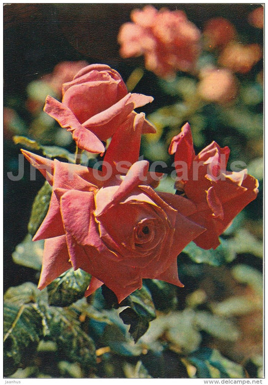 Greeting Card - red roses - flowers - 1981 - Russia USSR - used - JH Postcards