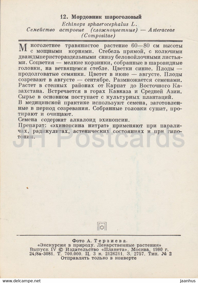 Chardon globe glandulaire - Echinops sphaerocephalus - Plantes médicinales - 1980 - Russie URSS - inutilisé