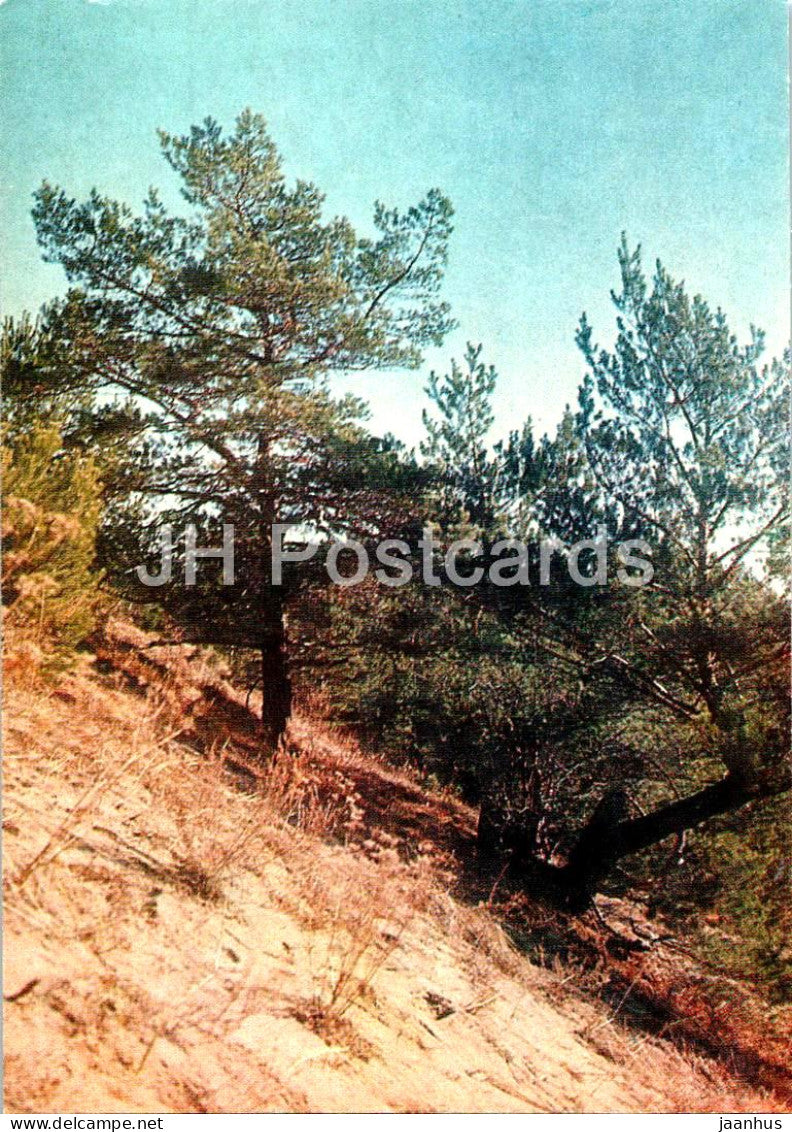 Shushenskoye - Lenin's Siberian Exile - Zhuravlinaya hillock - 1983 - Russia USSR - unused - JH Postcards