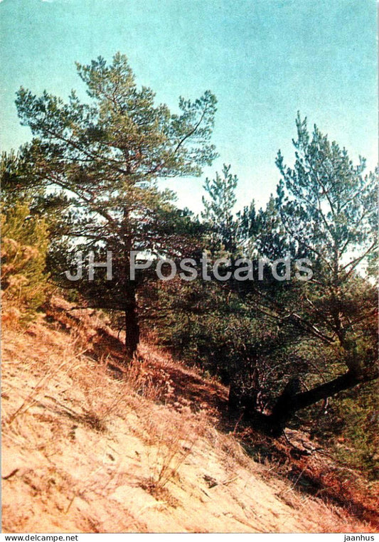 Shushenskoye - Lenin's Siberian Exile - Zhuravlinaya hillock - 1983 - Russia USSR - unused - JH Postcards