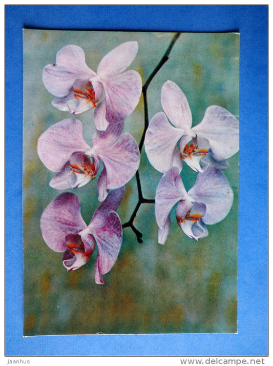 Phalaenopsis schilleriana - orchid - flowers - Botanical Garden of the USSR - 1973 - Russia USSR - JH Postcards