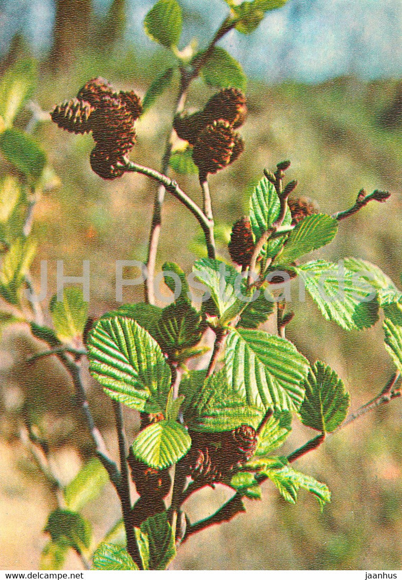 Grey alder - Alnus incana - Medicinal Plants - 1981 - Russia USSR - unused - JH Postcards