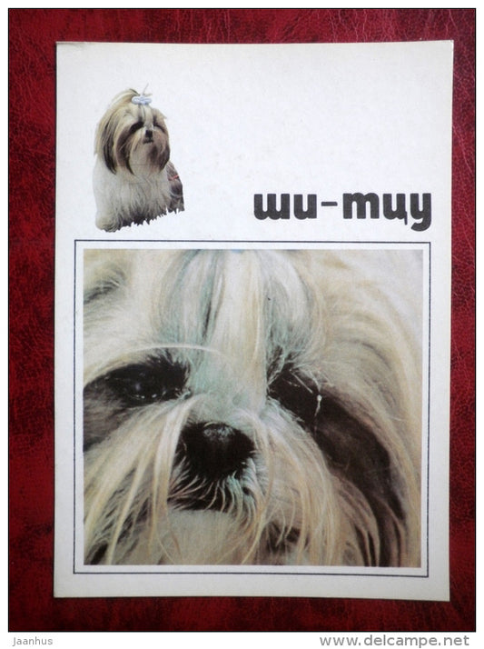 Shih Tzu - dogs - 1991 - Russia - USSR - unused - JH Postcards