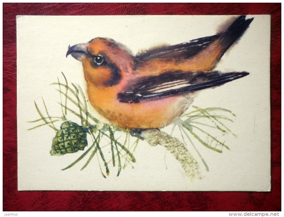 Red Crossbill - Loxia curvirostra - birds - 1975 - Estonia - USSR - unused - JH Postcards