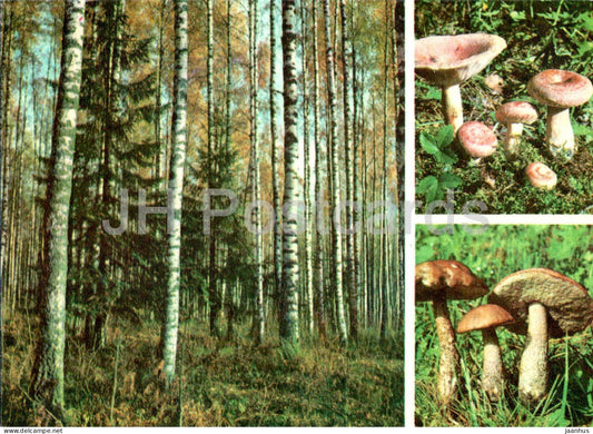Wooly Milkcap - Lactarius torminosus - Rough-stemmed bolete - Leccinum scabrum - mushroom - 1977 - Estonia USSR - unused - JH Postcards