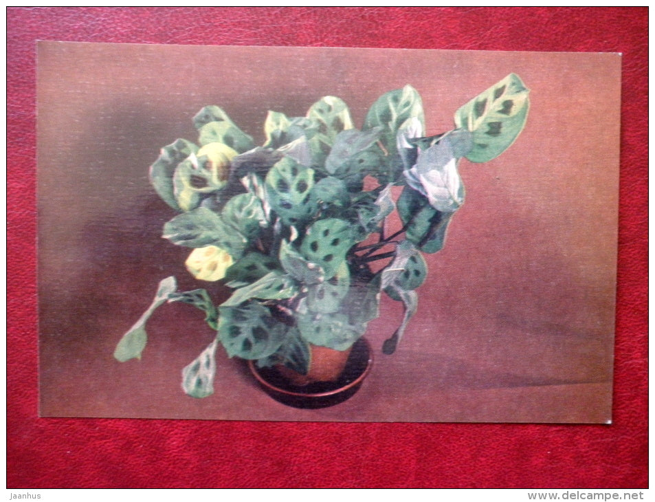 Decorative Deciduous Plants - Prayer plant - Maranta leucineura - 1986 - Russia USSR - unused - JH Postcards