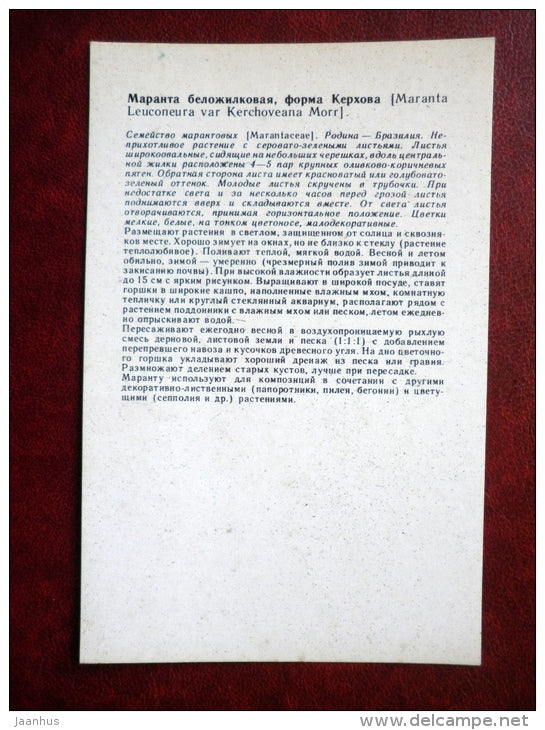 Decorative Deciduous Plants - Prayer plant - Maranta leucineura - 1986 - Russia USSR - unused - JH Postcards