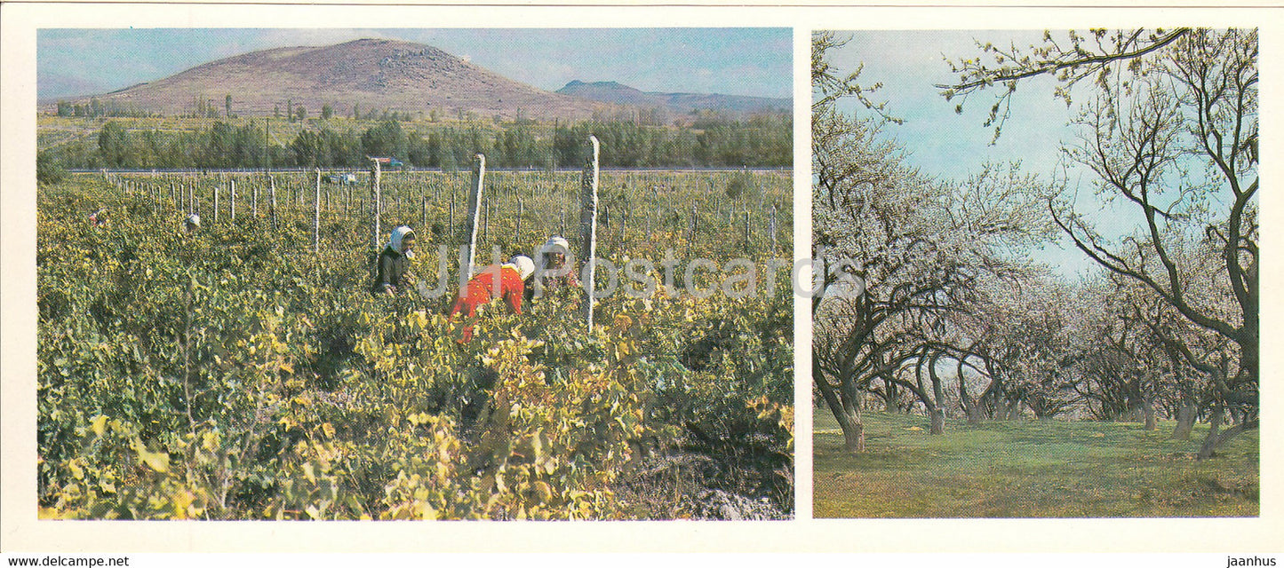 Vineyards in Ararat valley - apricots are blooming - 1981 - Armenia USSR - unused - JH Postcards