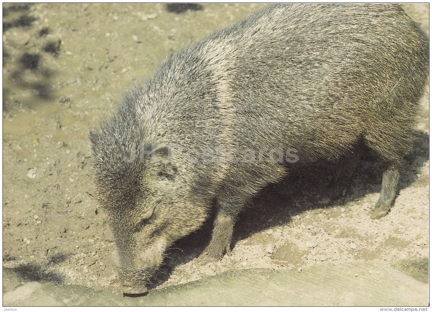 Collared peccary - Tayassu tajacu - animals - Zoo - Czechoslovakia - unused - JH Postcards