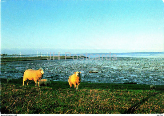 Hier sind die Niedersachsen - Unser schönes Reiseland - Hornumersiel - sheep - Germany - unused - JH Postcards