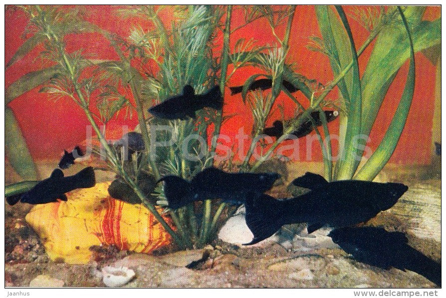 Black Molly - Poecilia sphenops - Aquarium Fish - Russia USSR - 1971 - unused - JH Postcards