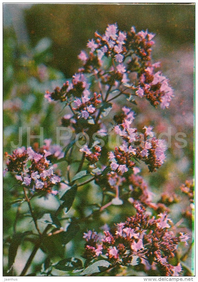 Oregano - Origanum vulgare - Medicinal Plants - Herbs - 1980 - Russia USSR - unused - JH Postcards