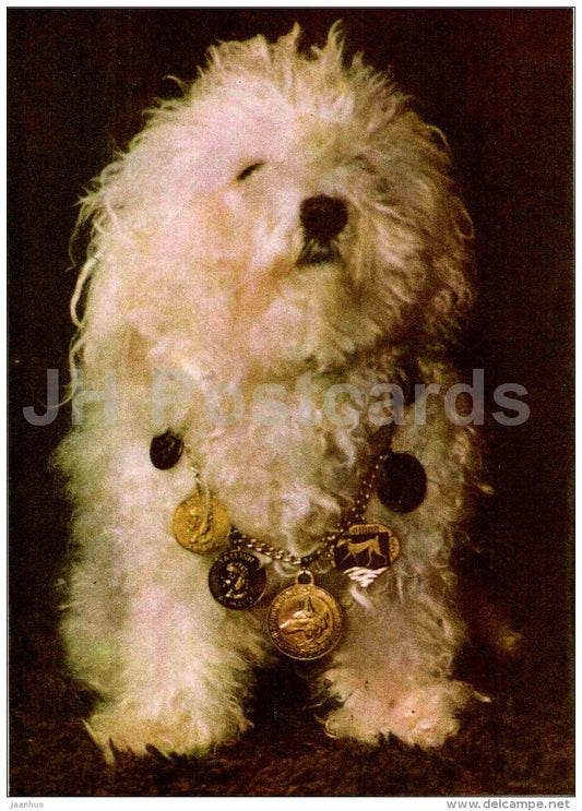 French lapdog - dog - 1977 - Estonia USSR - unused - JH Postcards