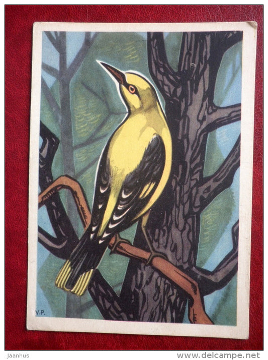 Eurasian Golden Oriole - Oriolus oriolus - Birds - 1962 - Estonia USSR - used - JH Postcards