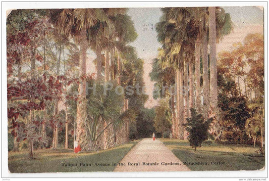 Talipot Palm Avenue in the Royal Botanic Gardens , Paradeniya - Sri Lanka - Ceylon - circulated in Estonia 1927 - JH Postcards