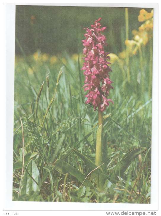 Early Purple Orchid - Orchis mascula - Spring Flowers - 1986 - Estonia USSR - unused - JH Postcards
