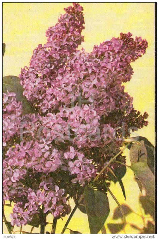 Pioneer - Lilac - 1982 - Russia USSR - unused - JH Postcards
