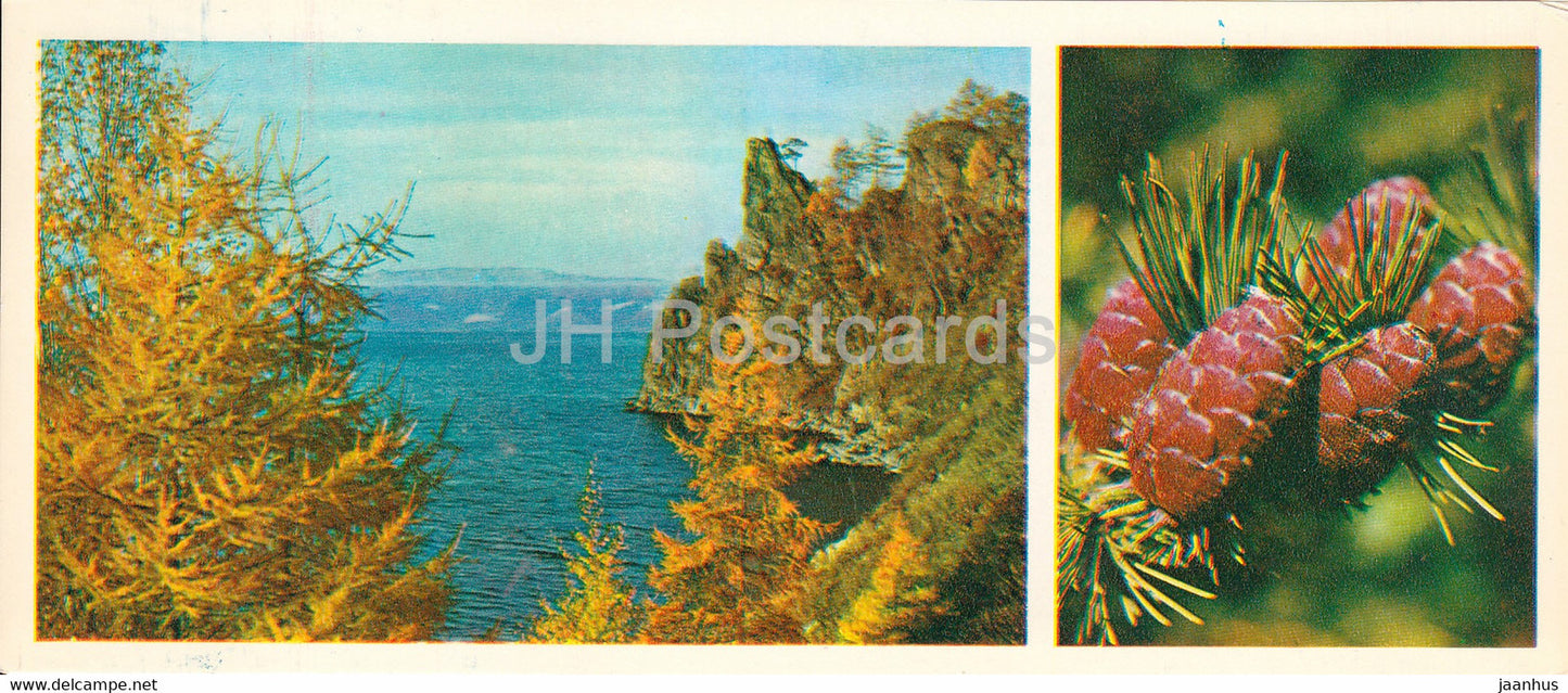 Larch - Forest Wealth - 1981 - Russia USSR - unused - JH Postcards
