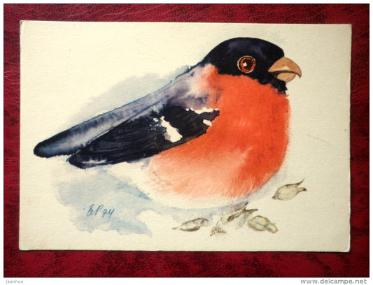 Eurasian Bullfinch - Pyrrhula pyrrhula - birds - 1975 - Estonia - USSR - unused - JH Postcards