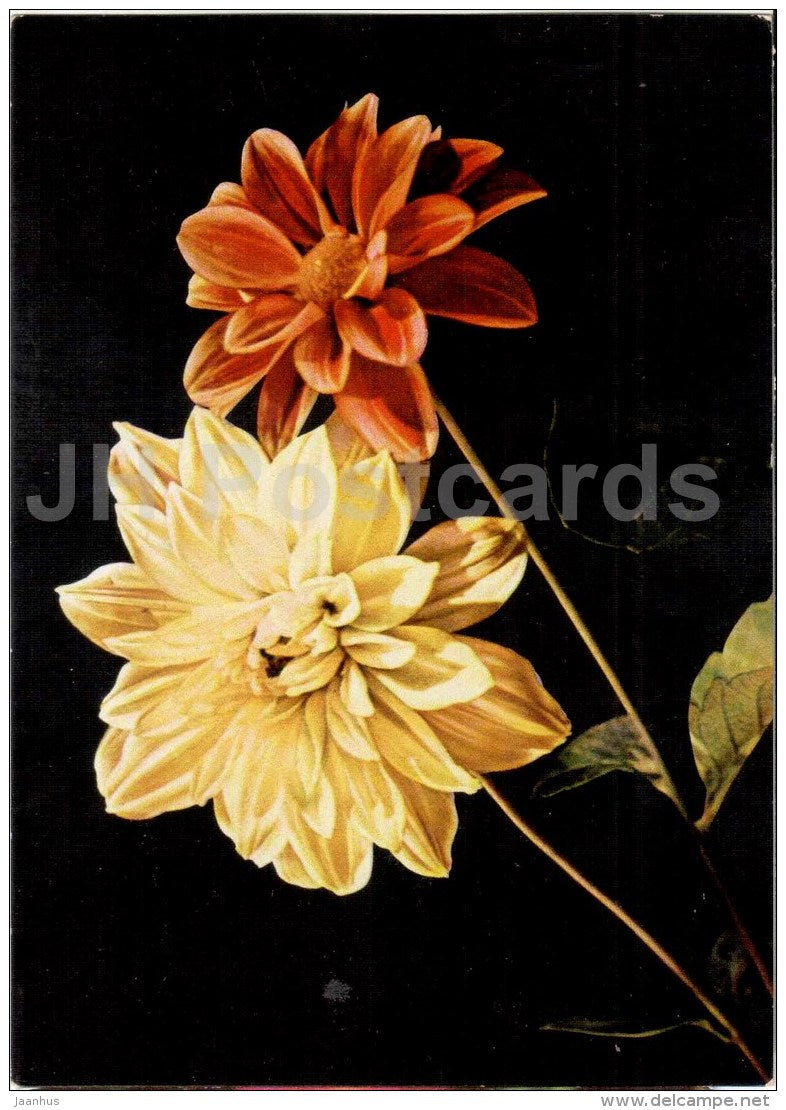 Pionies - flowers - Vietnam - unused - JH Postcards