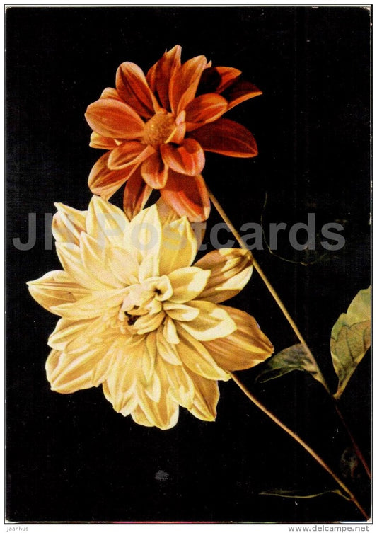 Pionies - flowers - Vietnam - unused - JH Postcards