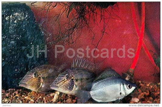 Geophagus - Aquarium Fish - Russia USSR - 1971 - unused - JH Postcards