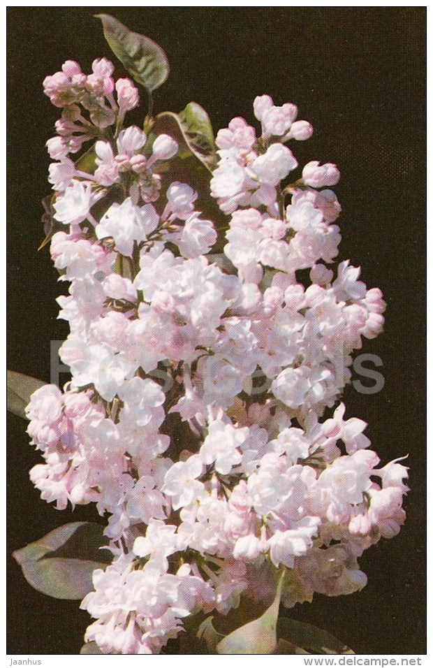 Moscow Beauty - Lilac - 1982 - Russia USSR - unused - JH Postcards