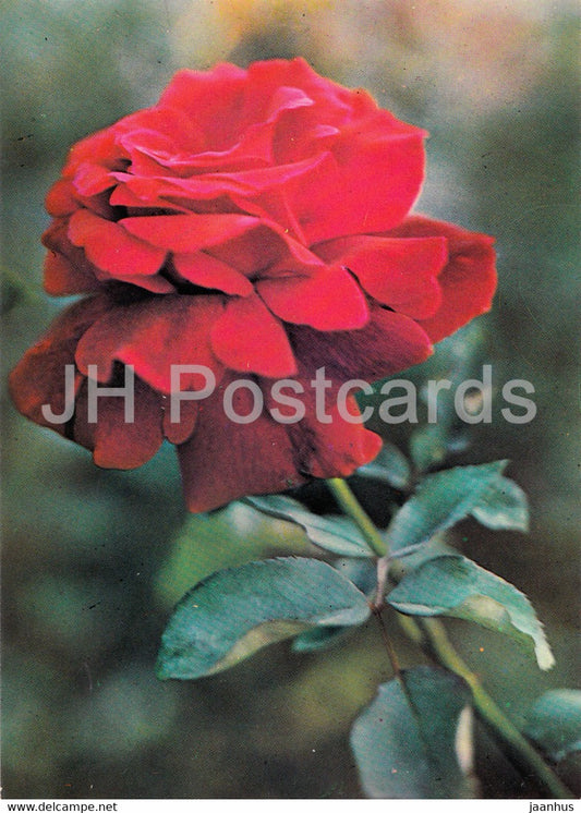 Red Rose - flowers - plants - Bulgaria - unused - JH Postcards